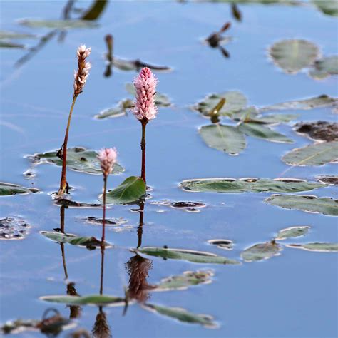 Wetland Plants