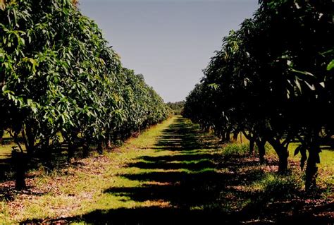 The mango orchard - Free Stock Photo by Jesus Baez on Stockvault.net