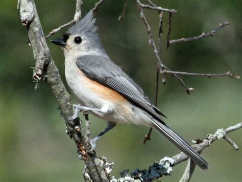 BIRDS SEEN IN COUNTING ON BIRDS GALLERY | Wildlife Journal Junior