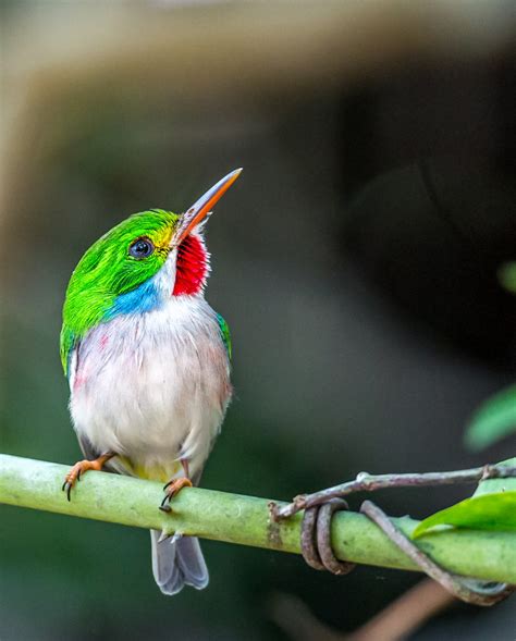 Beauty of Nature : Todus Multicolor (Cuban Tody)