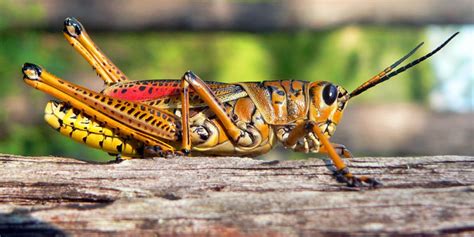 Lubber Grasshoppers - Florida Gardener