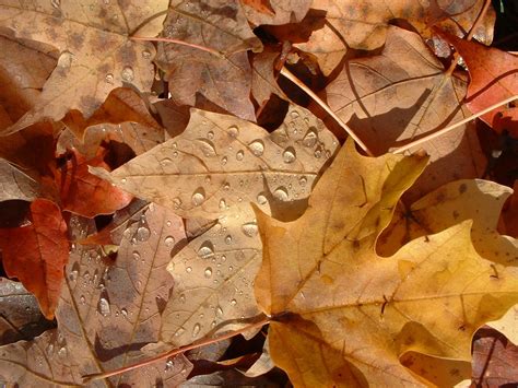 Súbor:FL autumn leaves.jpg - Wikipédia