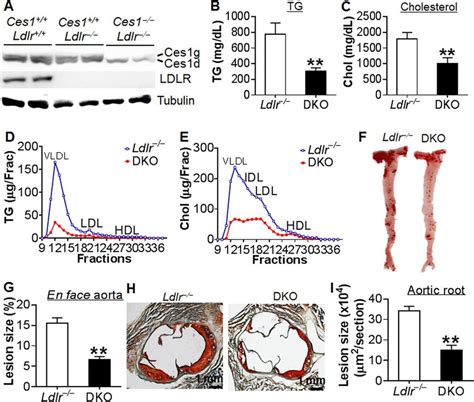 Loss of Ces1/Ces1g in Ldlr −/− mice causes hypolipidemia and protects ...