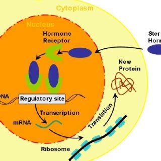 1. Steroid hormones and steroid hormone-like substances bind to the... | Download Scientific Diagram