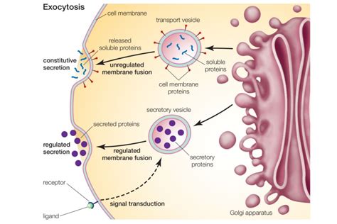 Steps of Exocytosis | Biology, Cell biology, Cell membrane transport