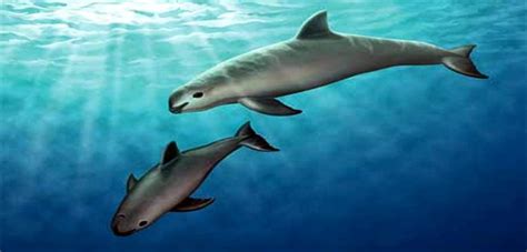 Vaquita - A Critically Endangered Species | HubPages