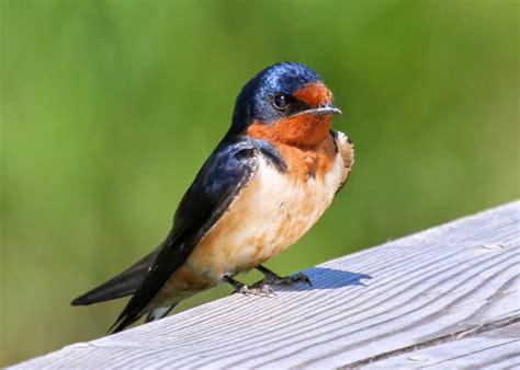 Bellas Aves de El Salvador: Hirundo rustica (golondrina común, ranchera o migrante)