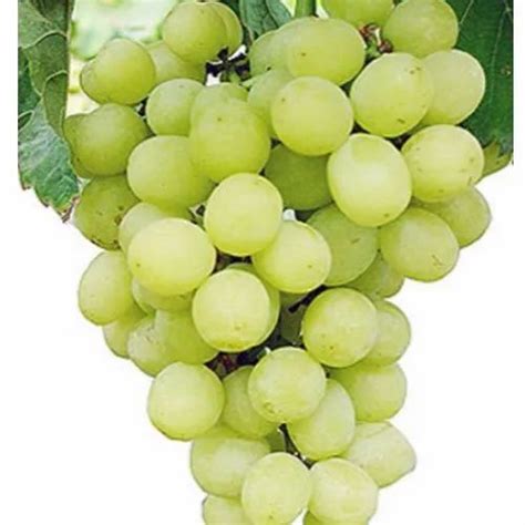 Green Thompson Seedless Grapes at Rs 70/kilogram in Nashik | ID ...