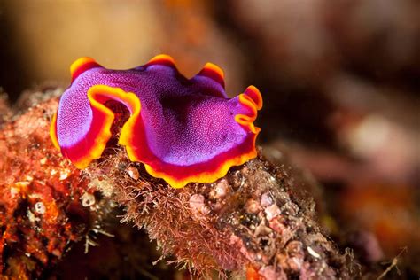 Ocean Beauties: Marine Flatworms & 7 Facts to Know - DeepDive