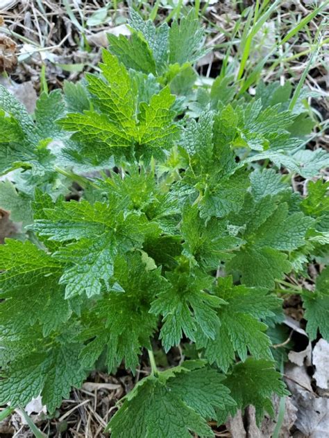 Motherwort – its Uses & Benefits | theHERBAL Cache