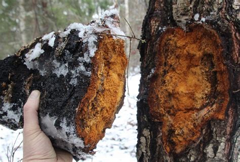 Harvesting Chaga from a dead birch and how to tell the difference ...