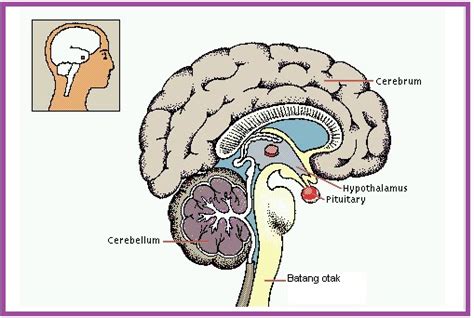 KELENJAR PITUITARY