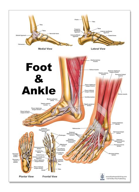 Human Foot Anatomy Diagram : Foot Anatomy Human Labels Labeled Parts Body Label Hank Grebe ...