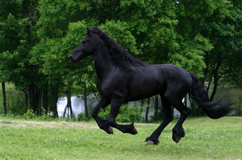 Friesians are breathtaking horses | Friesian stallion, Horses, Friesian ...