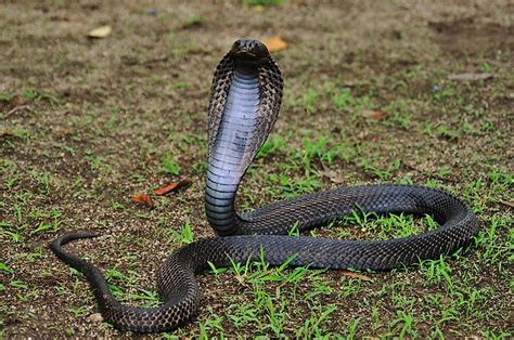 How Many Types Of Cobras Are There? Which Species Are Most Venomous? - WorldAtlas