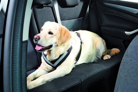 Car Dog Harnesses | The Best Car Dog Harnesses for Safety