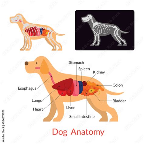 Dog Anatomy, Internal Organs, Skeleton, X-Ray Stock Vector | Adobe Stock