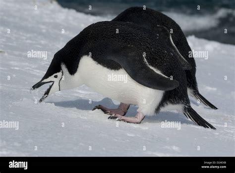 Antarctic penguin eating snow Stock Photo - Alamy