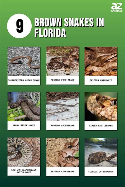 9 Brown Snakes in Florida - A-Z Animals