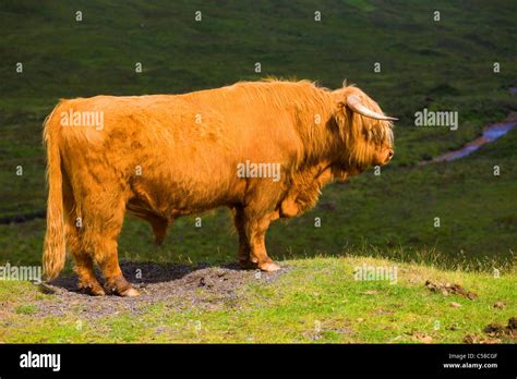 Sconser, highland bovine animal, Great Britain, Scotland, Europe, mammal, domestic animal, pet ...
