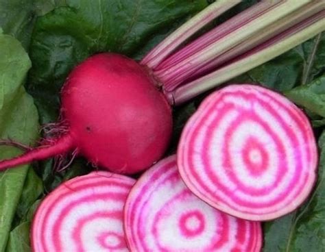 Candy Cane Striped Beet Seeds Organic Non GMO Chioggia | Etsy