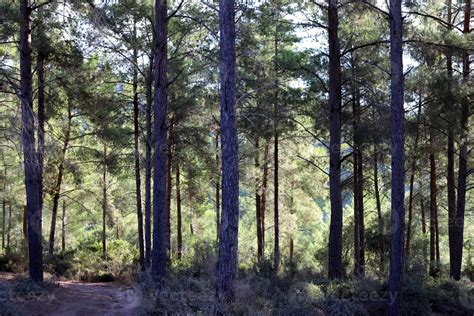 Tall trees in a forest in northern Israel 10013517 Stock Photo at Vecteezy