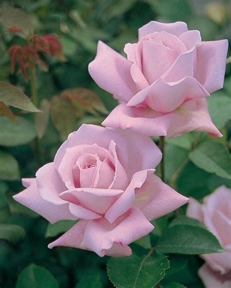 WELCOME TO MY PROFILE#profile | Pink rose flower, Hybrid tea roses, Beautiful flowers