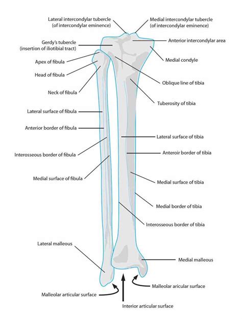 Anatomy Tibia And Fibula Diagram | MedicineBTG.com