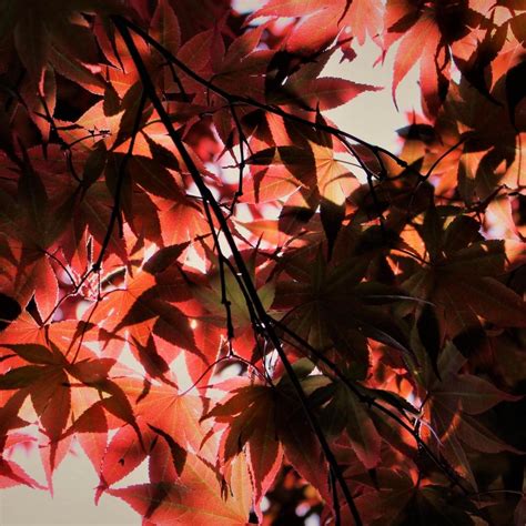 Red Autumn Leaves Wallpapers - Top Free Red Autumn Leaves Backgrounds - WallpaperAccess