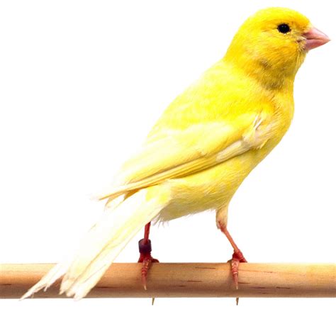 Yellow Canary For Sale | Petco