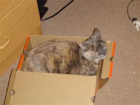 Cat Litter Box Training - Best Pet Home Remedies