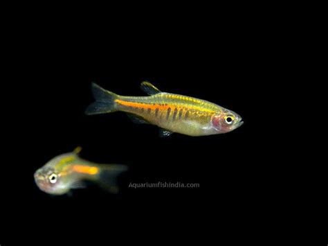 Glowlight Danio | Aquarium Fish India