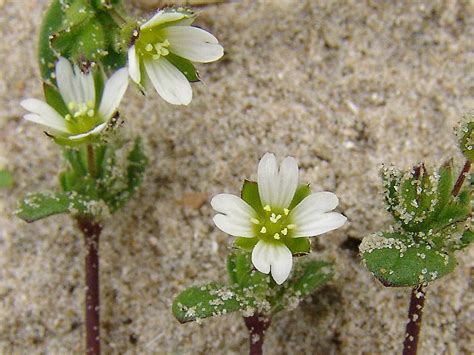 Cerastium diffusum (four-stamened chickweed): Go Botany