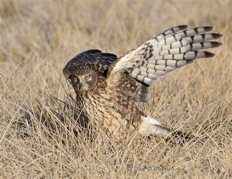 Female Northern Harrier | Loveland Photography Society Award… | Flickr