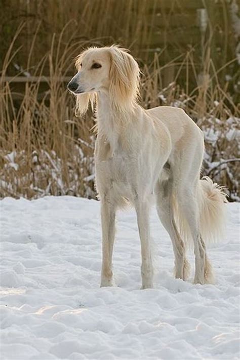 45 Cute Pictures of Saluki Dog with Puppies: Clicks that will make you ...