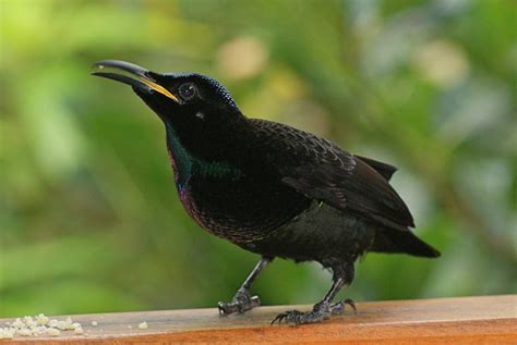 Victoria's Riflebird - Tony Keene Birds