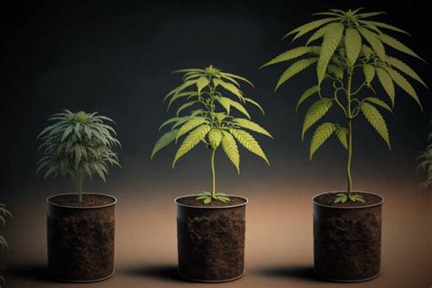 Cannabis Growth Stages: A Breakdown Of The Plant Life Cycle