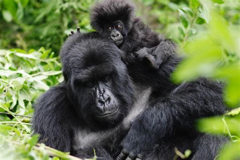 3 days Mountain Gorilla trekking - Home