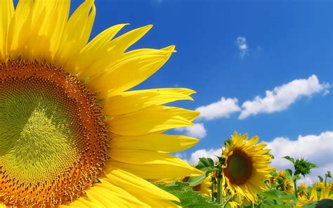 Bild mit sonnenblumen im sommer | HD Hintergrundbilder