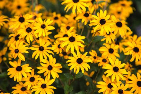 28 Best Small Full-Sun Perennials