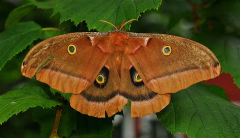 polyphemus moth | Spirit animal totem, Moth symbolism, Spirit animal