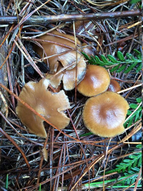 Psilocybe Subaeruginosa Identification; North East Victoria - Mushroom ...