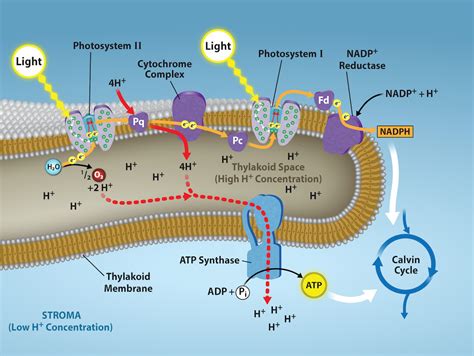 8.3: The Light-Dependent Reactions of Photosynthesis - Biology LibreTexts