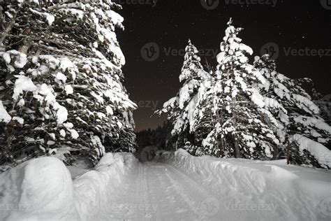 winter night landscape nature forest 10702567 Stock Photo at Vecteezy