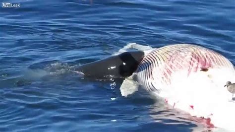 Great White Shark Eats Whale Carcass - YouTube