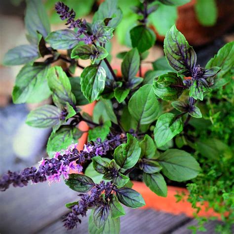 What to Do with Basil Flowers - The Kitchen Herbs