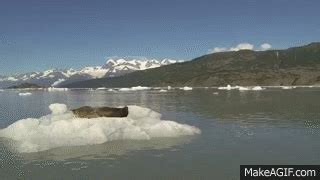 Scary Seal on Make a GIF