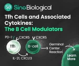 T follicular helper cells and associated cytokines for B cell modulation : Get Quote, RFQ, Price ...