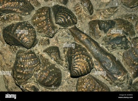 FOSSIL SHELL BED, Jurassic, Dorset UK, MUSEUM OF NATURAL HISTORY Stock ...