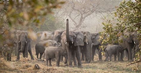 In Chad, the Elephants (So Many Elephants) Are Back - The New York Times